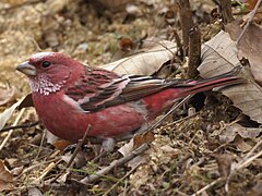 Camachuelo de Pallas (Carpodacus roseus), asiático