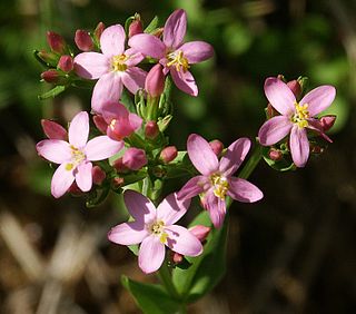 <i>Centaurium erythraea</i> Species of flowering plant