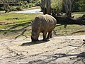 White Rhinoceros (Ceratotherium simum)