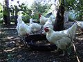 Chickens Drinking