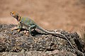 Image 10 Common collared lizard Photo: Daniel Schwen The common collared lizard (Crotaphytus collaris) is a North American lizard well known for its ability to run on its hind legs. Its length, including the tail, can reach up to 12 inches (30 cm). Its name reflects its distinct coloration, which includes bands of black around the neck and shoulders that resemble a collar. More selected pictures