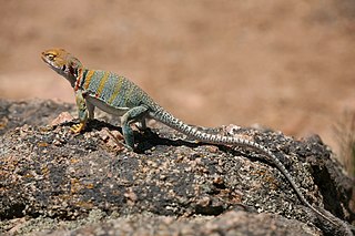 <span class="mw-page-title-main">Crotaphytidae</span> Family of lizards