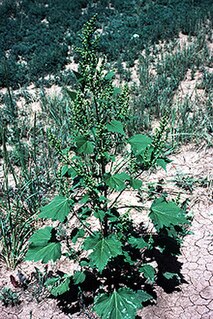 <i>Cyclachaena</i> Species of flowering plant