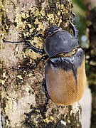    Dynastes hercules