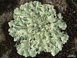 <i>Flavoparmelia caperata</i> Species of lichen