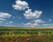 Cumulus humilis