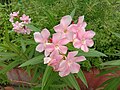 Flowers of Nerium oleander in West Bengal, India.