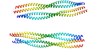 <span class="mw-page-title-main">Glial fibrillary acidic protein</span> Type III intermediate filament protein