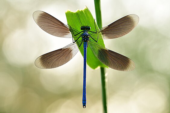 DETAIL: Banded demoiselle (Calopteryx splendens) in the Gülper See nature reserve Photograph: Sven Damerow