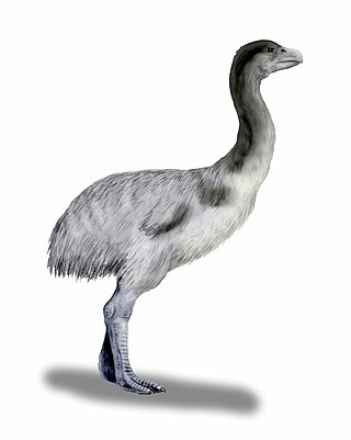 <i>Genyornis</i> Extinct genus of birds