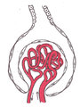 Gray1130 Glomerulus. (SVG version)