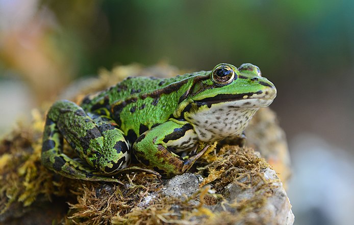 Grenouille verte