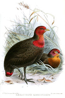 Crimson-headed partridge Species of bird