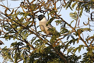 Hooded treepie Species of bird