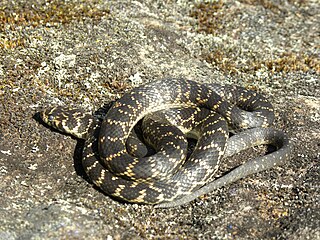 <i>Hoplocephalus</i> Genus of snakes