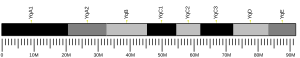 Y chromosome (mouse)