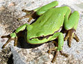 Europäischer Laubfrosch, Internationales „Jahr des Frosches“