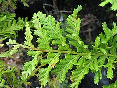 Libocedrus plumosa