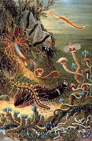 <span class="mw-page-title-main">Polychaete</span> Class of annelid worms