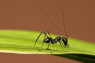 <i>Macroxiphus</i> Genus of orthopterans whose immature stage mimics ants