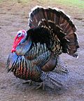 Thumbnail for Domestic turkey