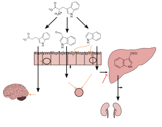 <i>Clostridium sporogenes</i> Species of bacterium