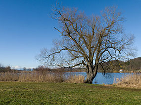 Lago Moossee