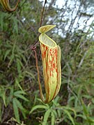 Nepenthes glabrata