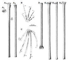 Radius and ulna (A), hand (B), foot (C), femur (D), and tibia (E) Ozimek limb bones.png