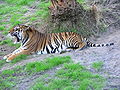 Tiger (Panthera tigris)