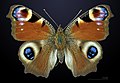 Peacock Butterfly, Inachis io.