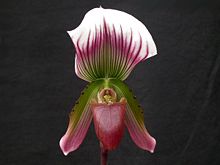 Paphiopedilum callosum Paphiopedilum callosum.jpg