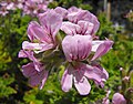 Pelargonium 'Attar of Roses'