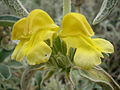 Phlomis lanata