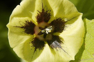 <i>Physalis longifolia</i> Species of flowering plant