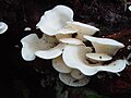 Pleurotus Species