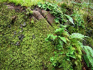 <i>Polypodium glycyrrhiza</i> Species of ferns in the family Polypodiaceae