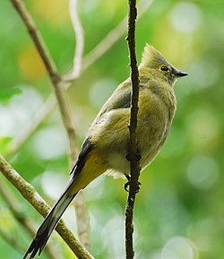 Isosilkkitilhi (Ptilogonys caudatus)