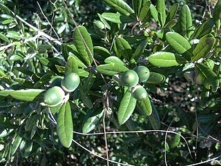 <i>Quercus geminata</i> Species of tree