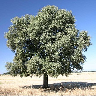 <i>Quercus rotundifolia</i> Species of flowering plant in the family Fagaceae