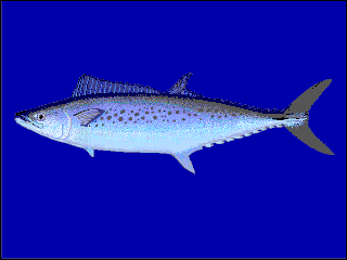 <span class="mw-page-title-main">Australian spotted mackerel</span> Species of fish