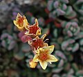 Stonecrop (Sedum obtusatum) flower closeup