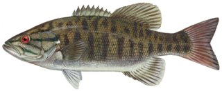 Smallmouth bass Species of freshwater fish