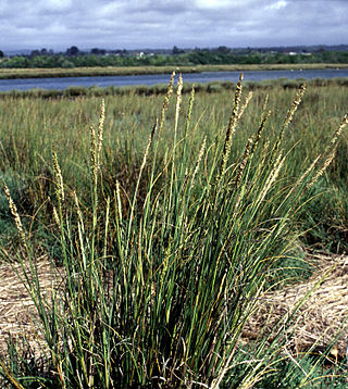 <i>Spartina</i> Genus of flowering plant in the grass family Poaceae