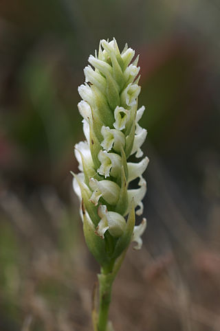 <i>Spiranthes romanzoffiana</i> Species of flowering plant