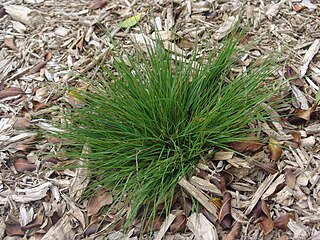 <i>Sporobolus caespitosus</i> Species of grass