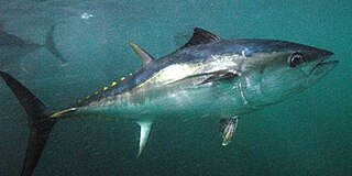 <span class="mw-page-title-main">Southern bluefin tuna</span> Species of fish