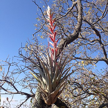 Epiphyte