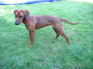 <span class="mw-page-title-main">Tyrolean Hound</span> Dog breed