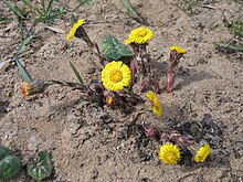 Tussilago farfara 004.jpg